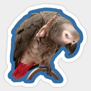 African Grey Parrot Funny Wave Sticker